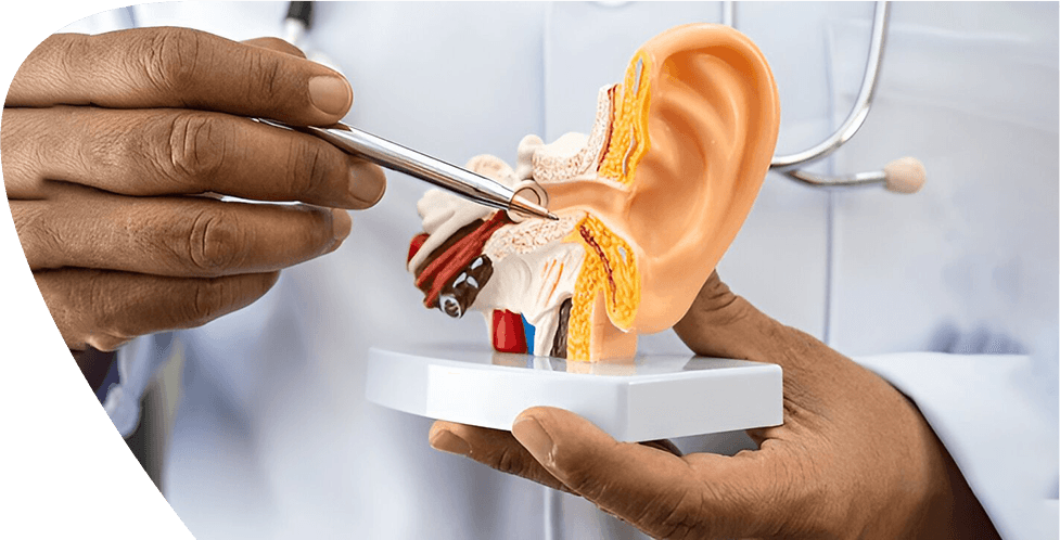 Ears, Nose & Throat (ENT)