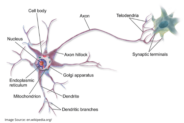 Understanding Nerves and Neurons